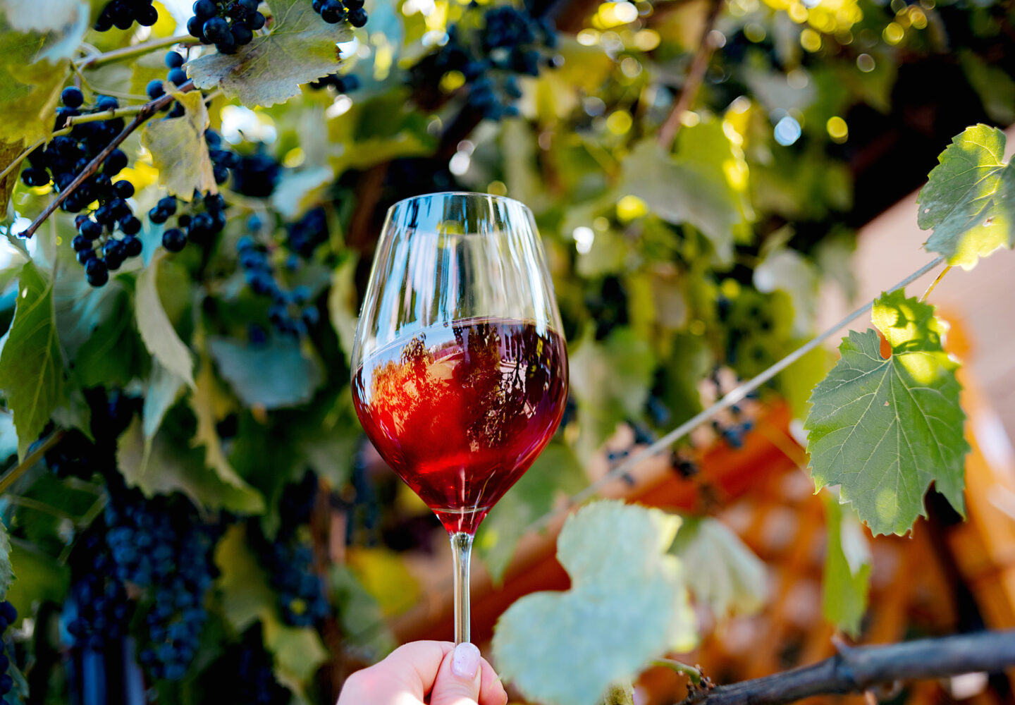 vendimia-en-extremadura-vinedos-vino-tinto-blanco