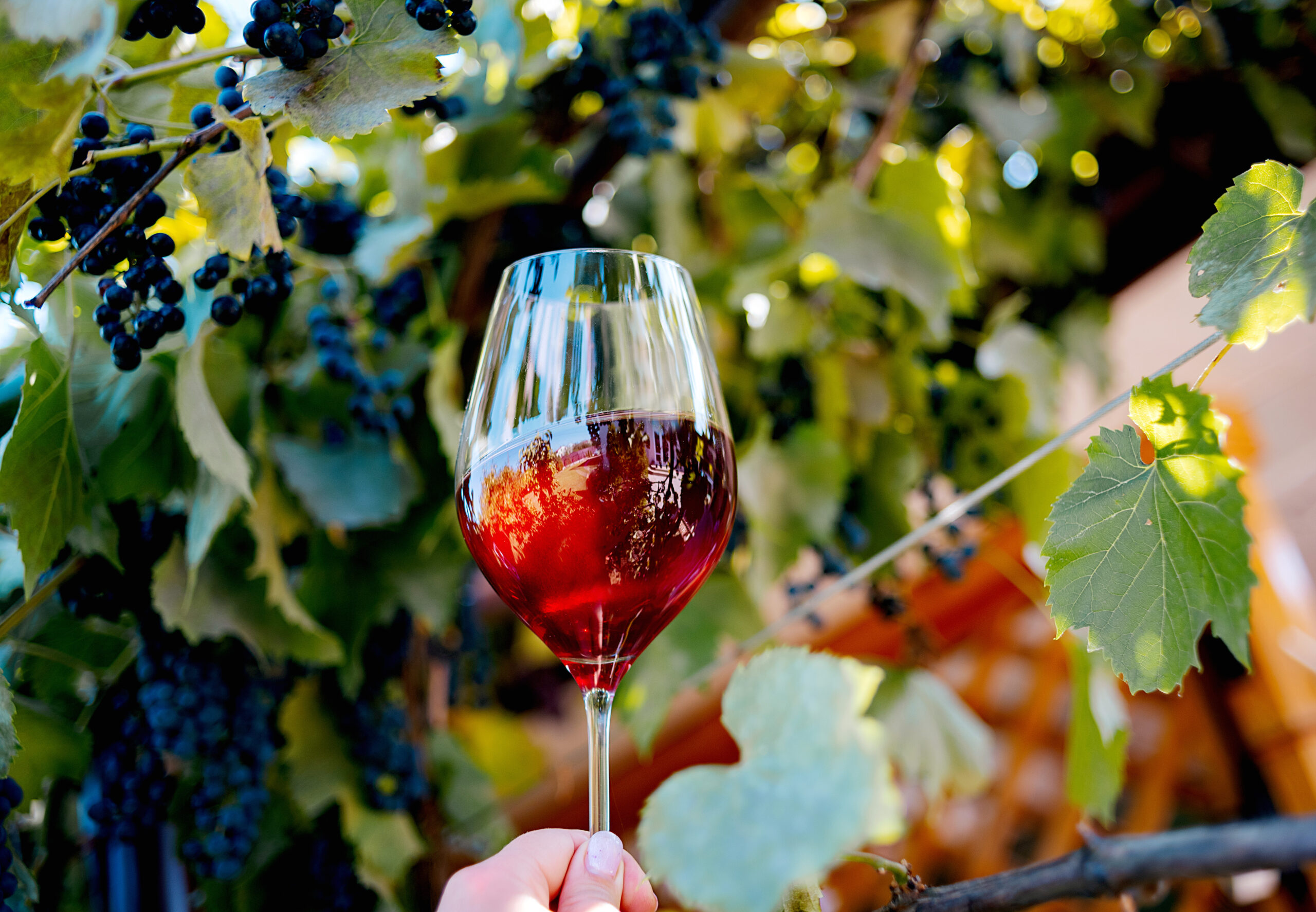 vendimia-en-extremadura-vinedos-vino-tinto-blanco
